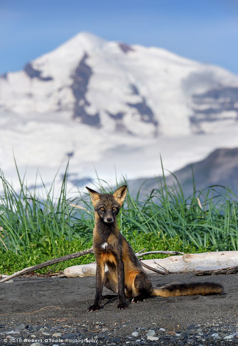 Cross Fox Against Mountains in Alaska