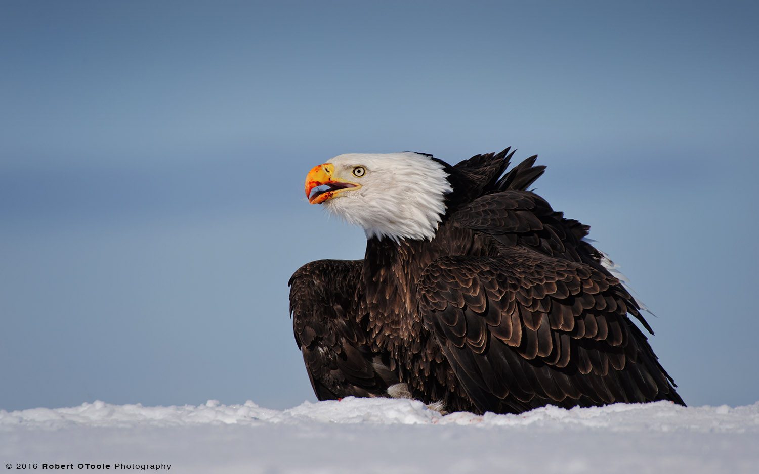 Bald Eagle on Prey in  Alaska