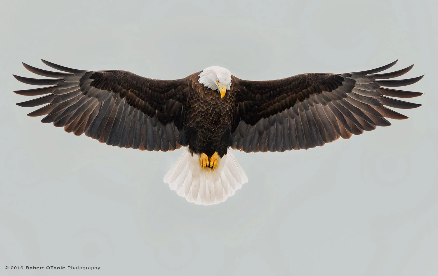 Bald Eagle Stalling