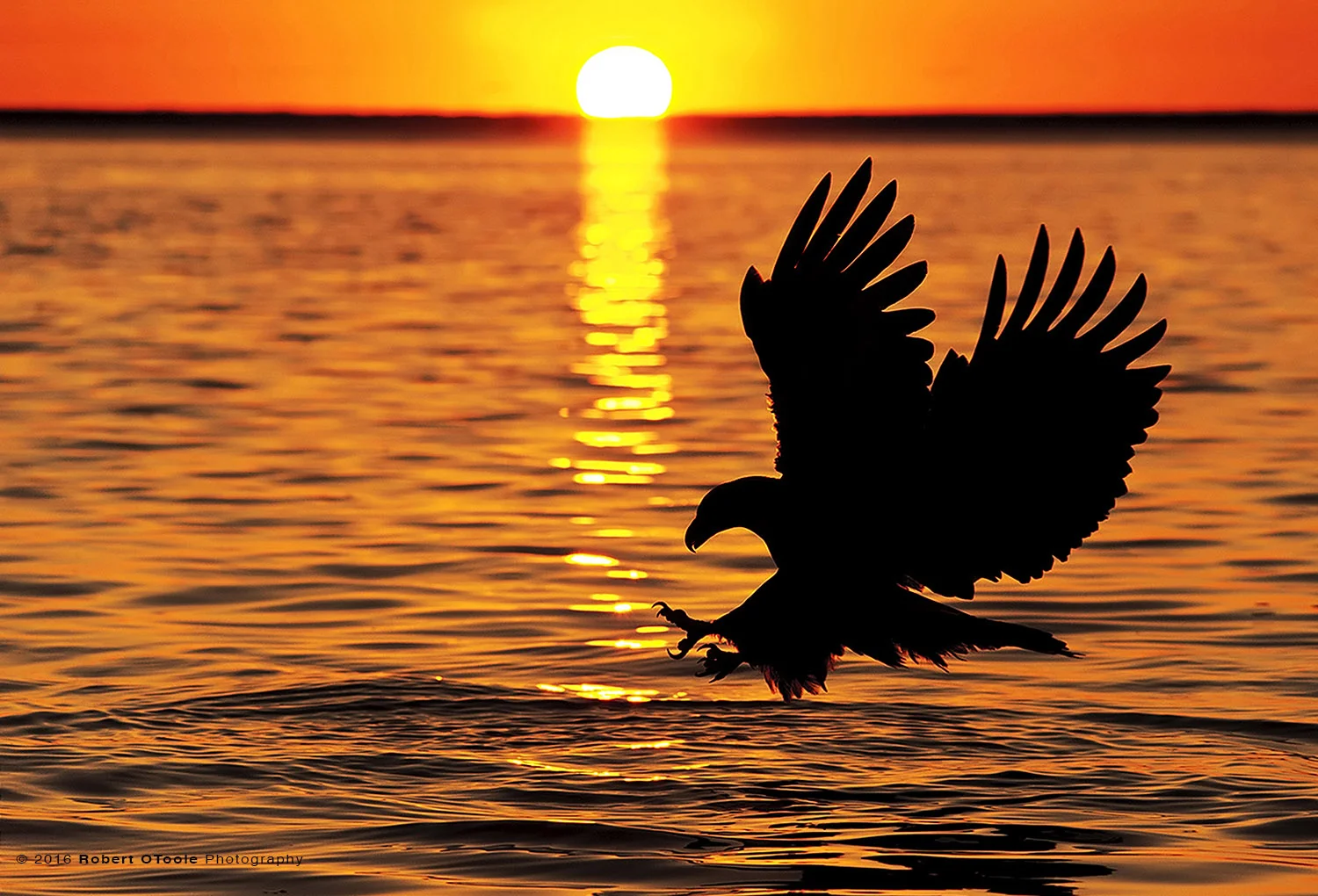 Bald Eagle Striking Against the Sun in Alaska