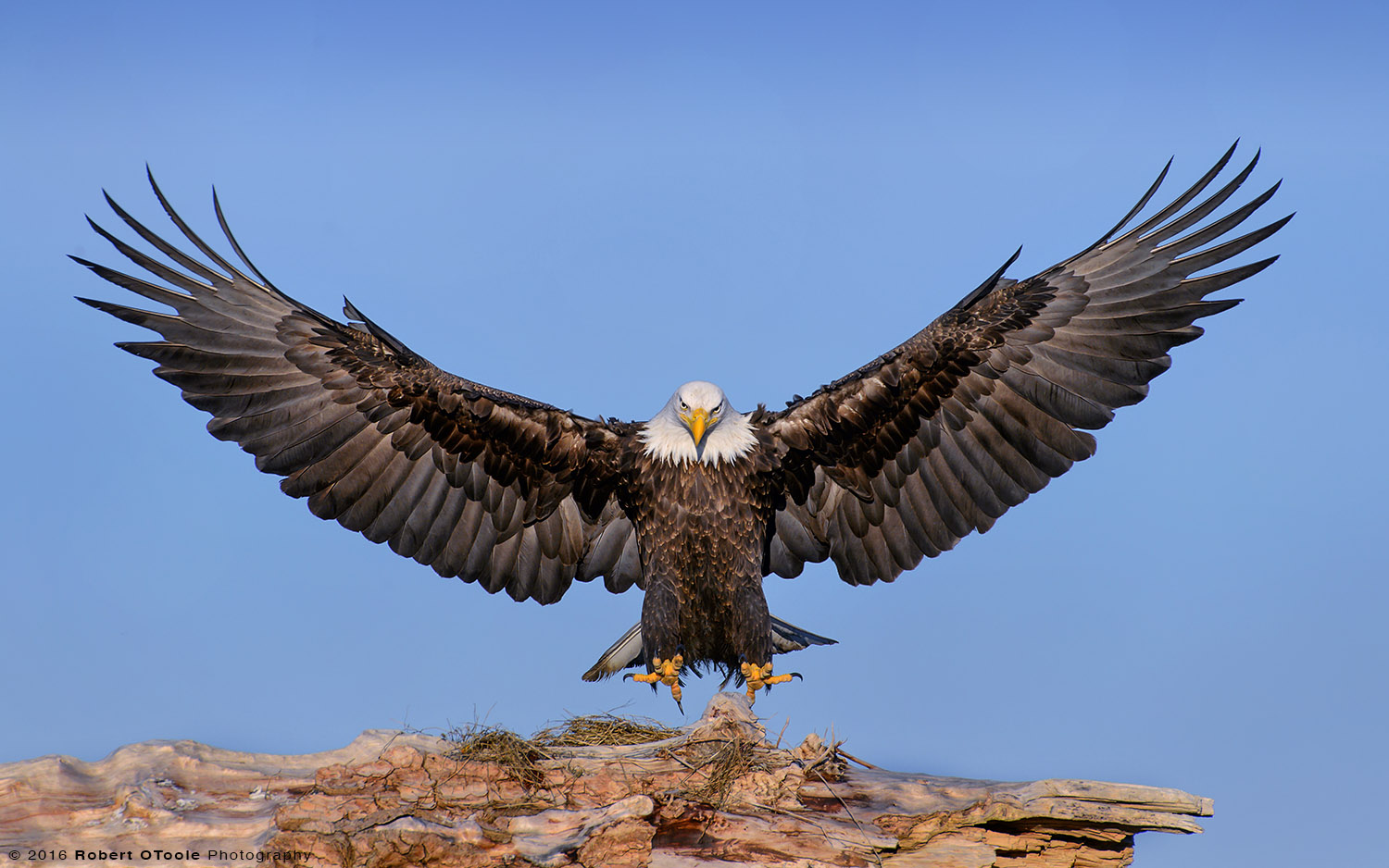 Eagle Landing on Driftwood in Alaska