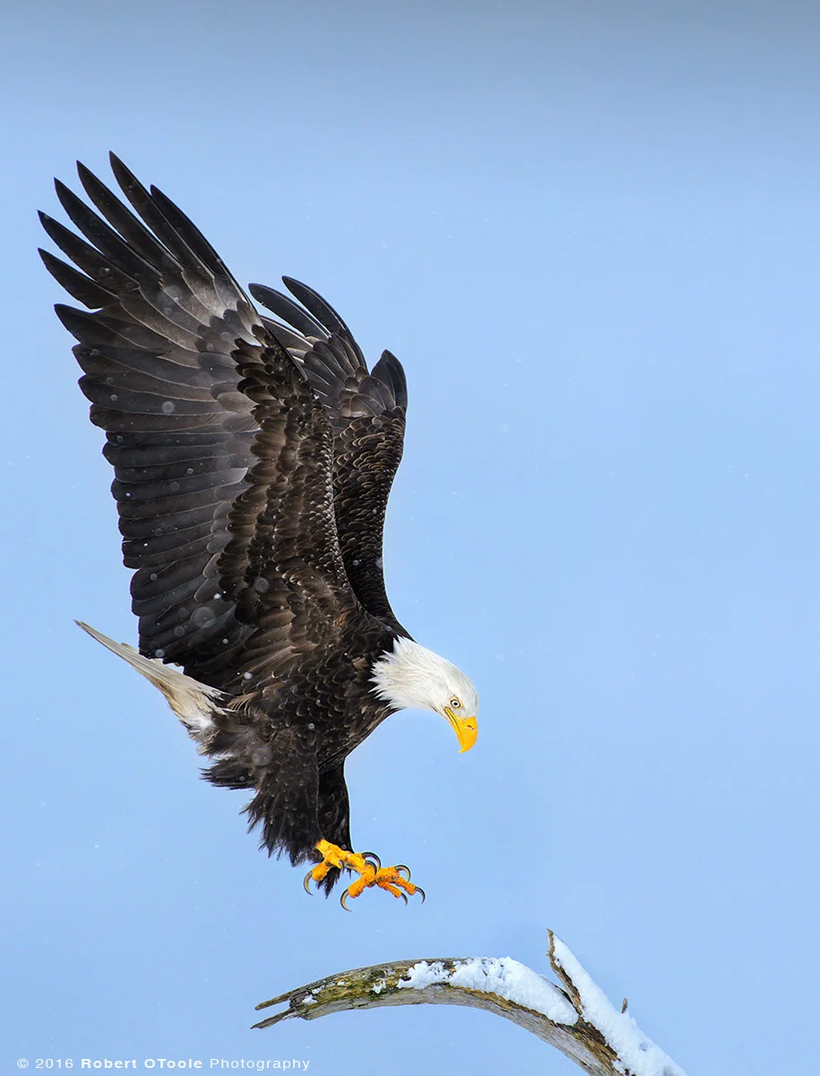 Eagle Landing on Perch in the Snow in Alaska