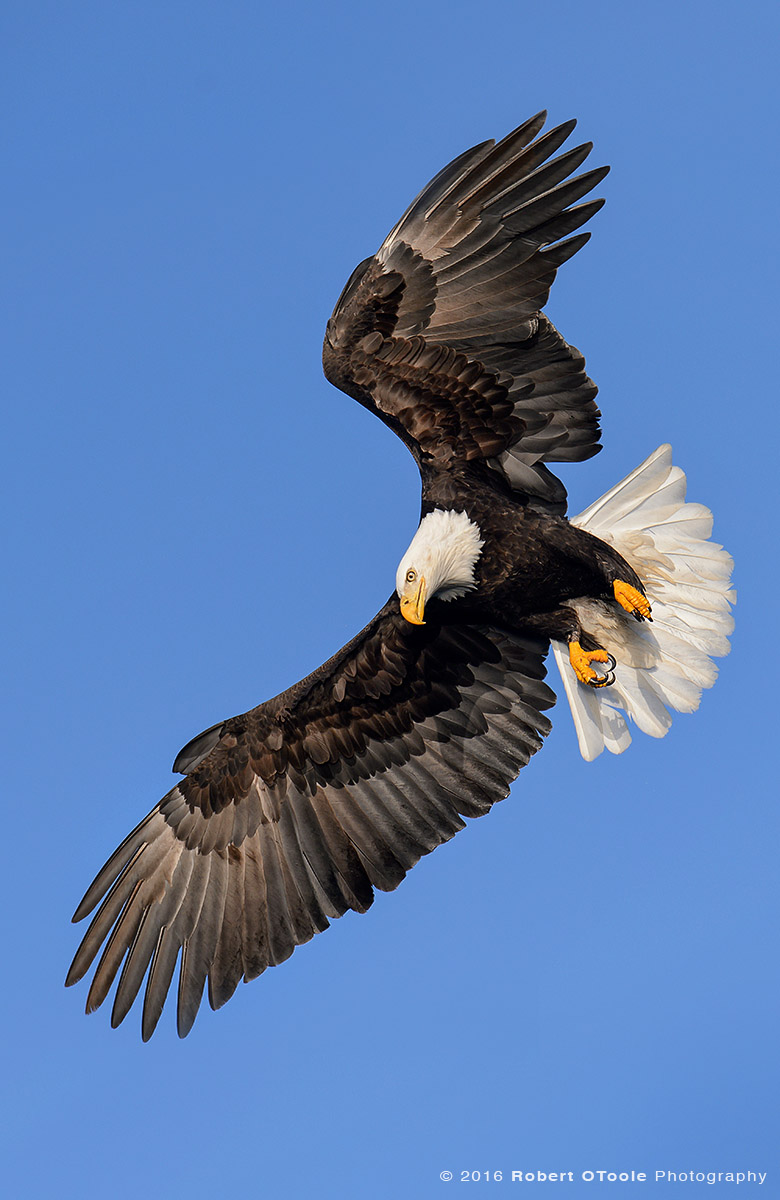 Eagle Pivot Apex Alaska