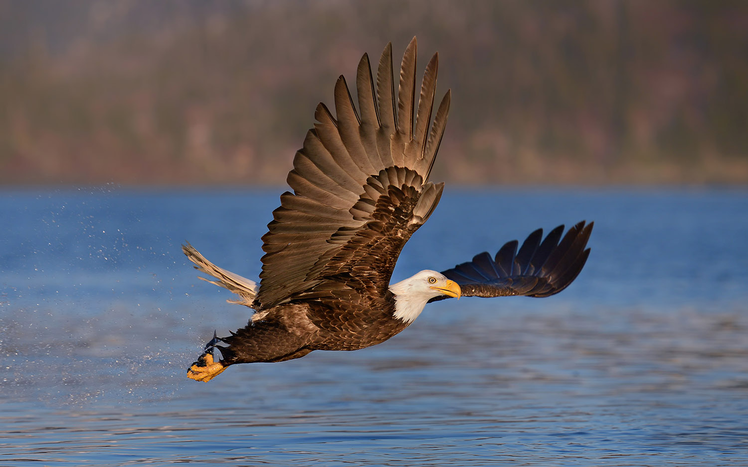 Bald Eagle Wings Forward over Water in Alaska