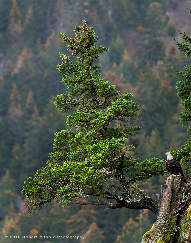 Bald Eagle and Spruce Tree in Alaska