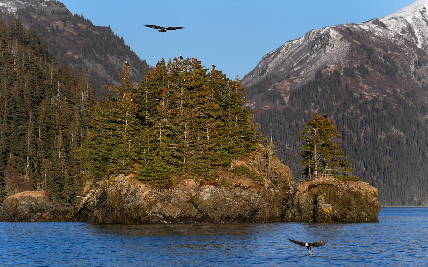 Alaska Eagle Cove