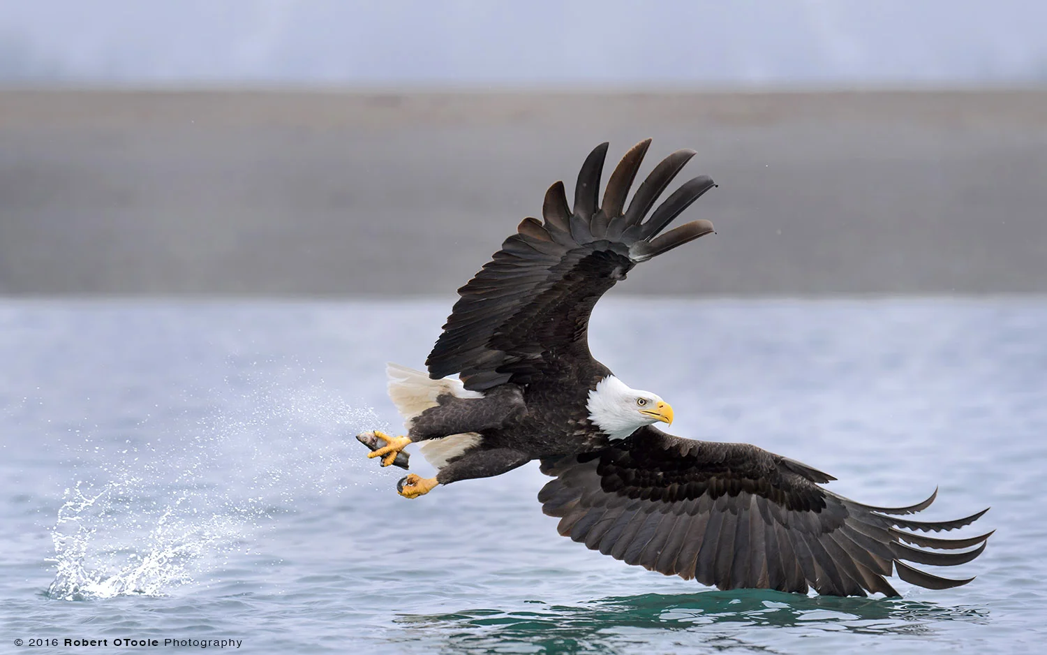 Bald Eagle Wings Forward for Grabbing