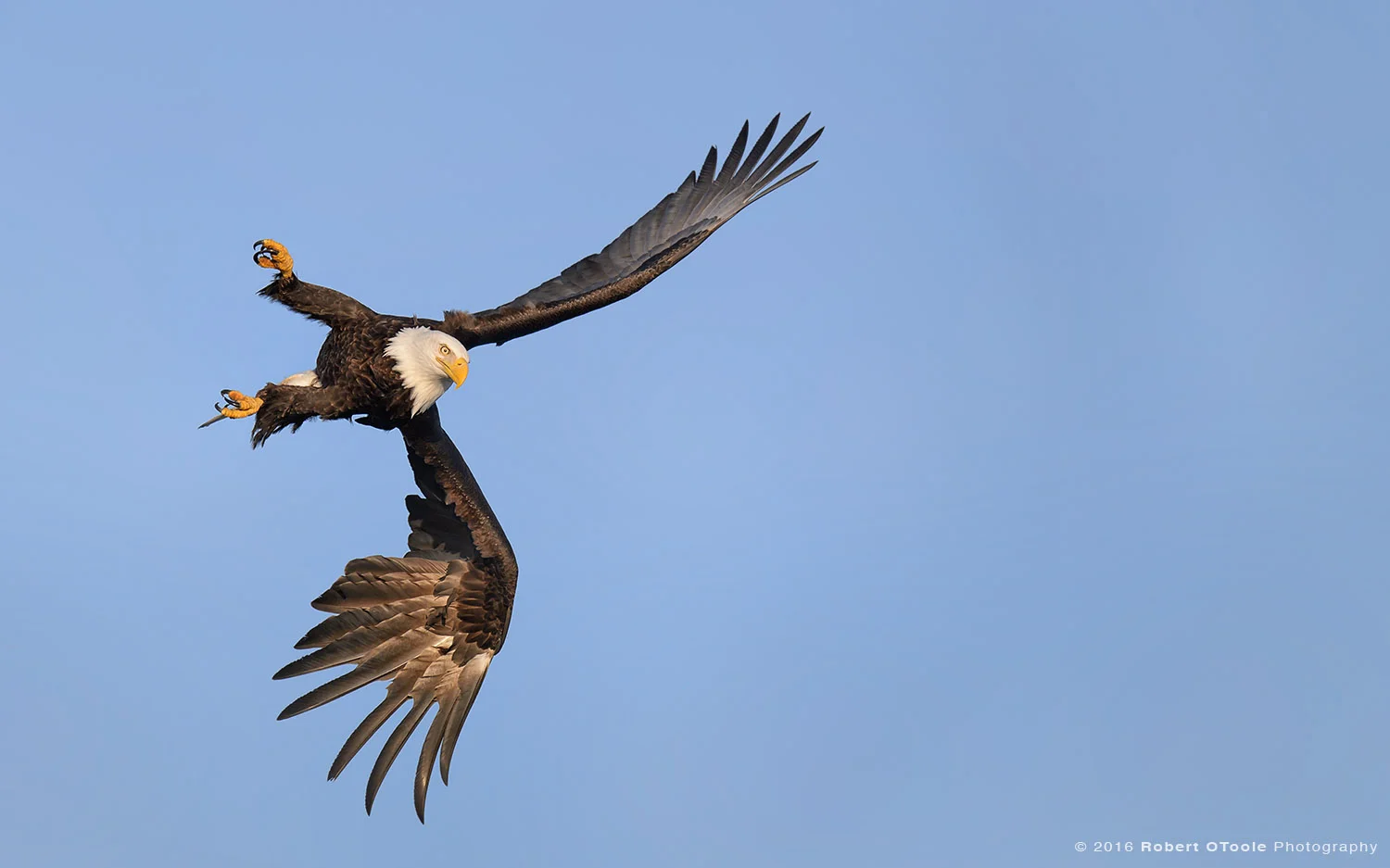 Bald Eagle Left Bank