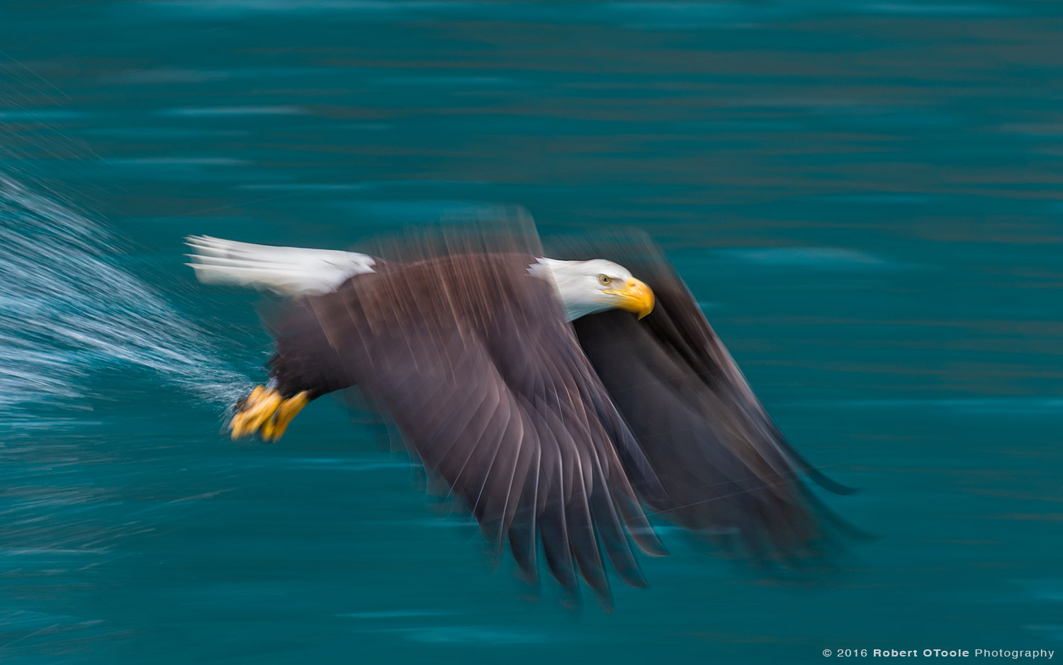 Bald Eagle Flying against Jade Green Water at 1/40th s