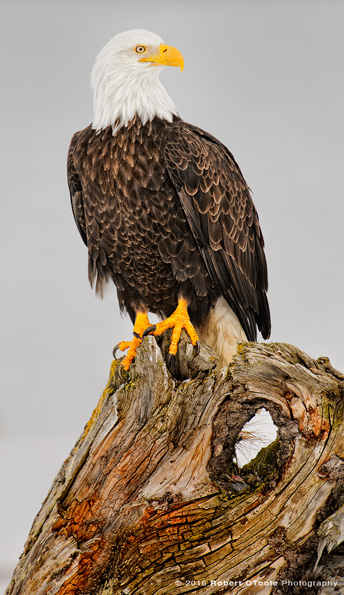Bald Eagle Perched