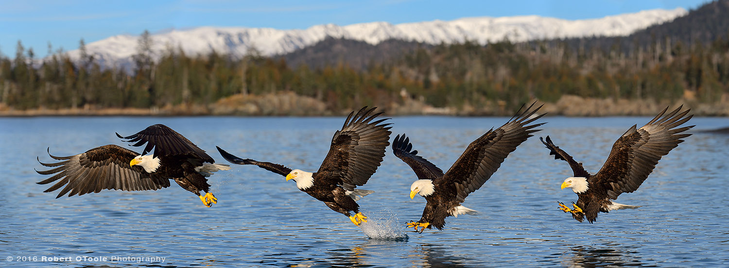 Bald Eagle Water Strike Sequence in Alaska