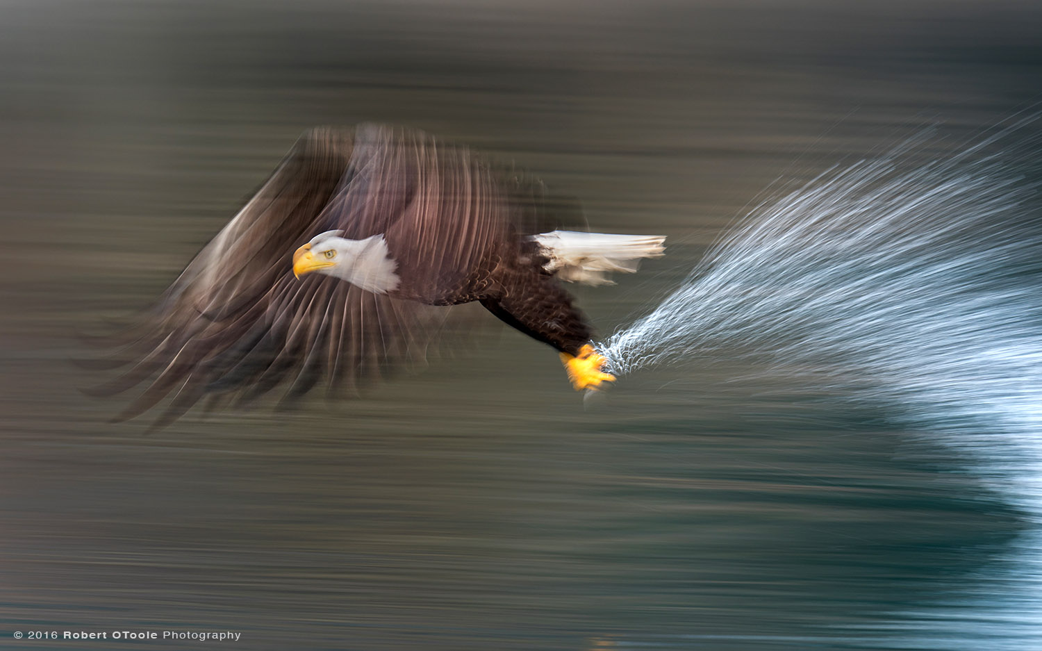 Bald Eagle Striking the Water at 1/20th s