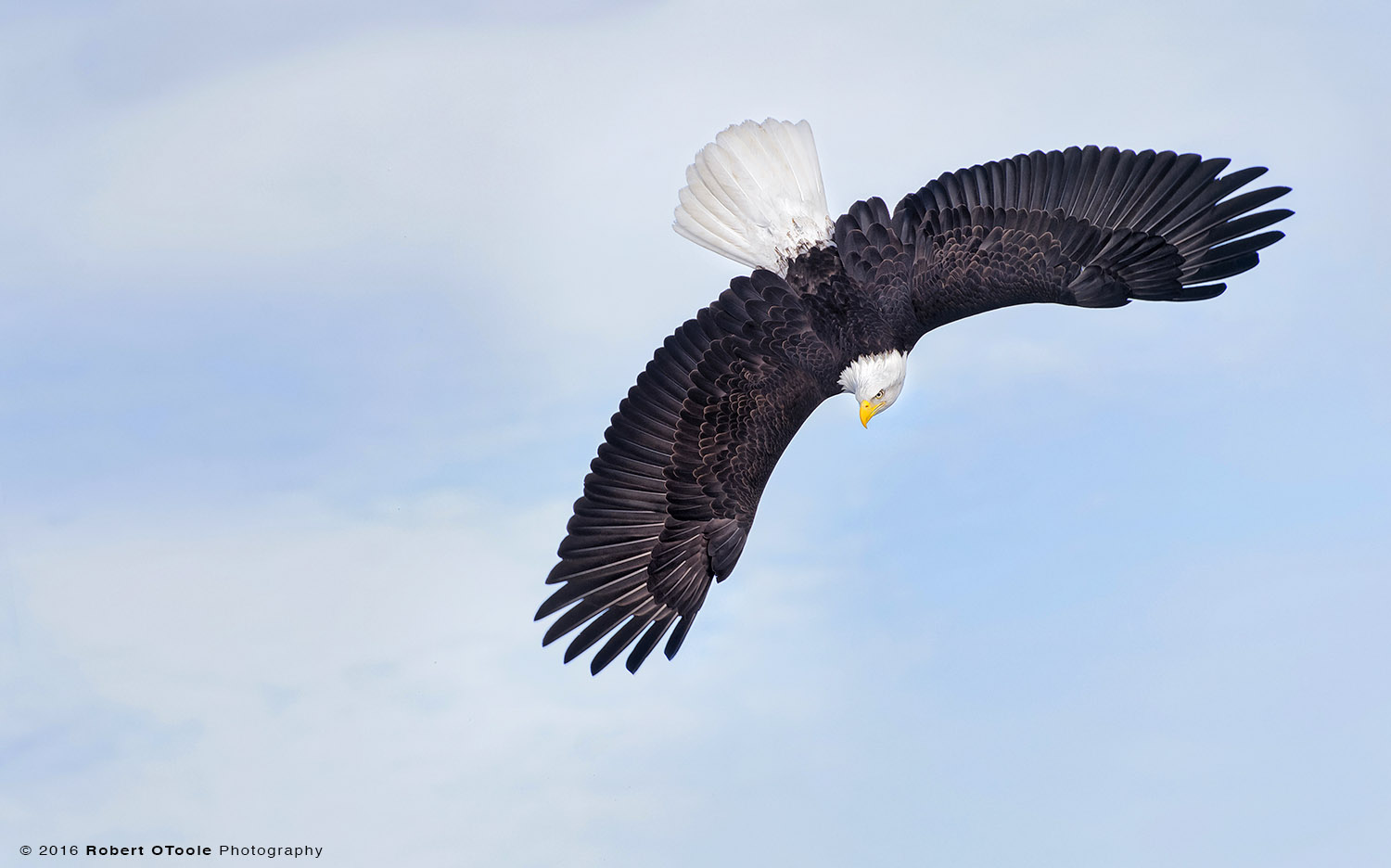 Bald Eagle Banking Head Down in  Blue Sky
