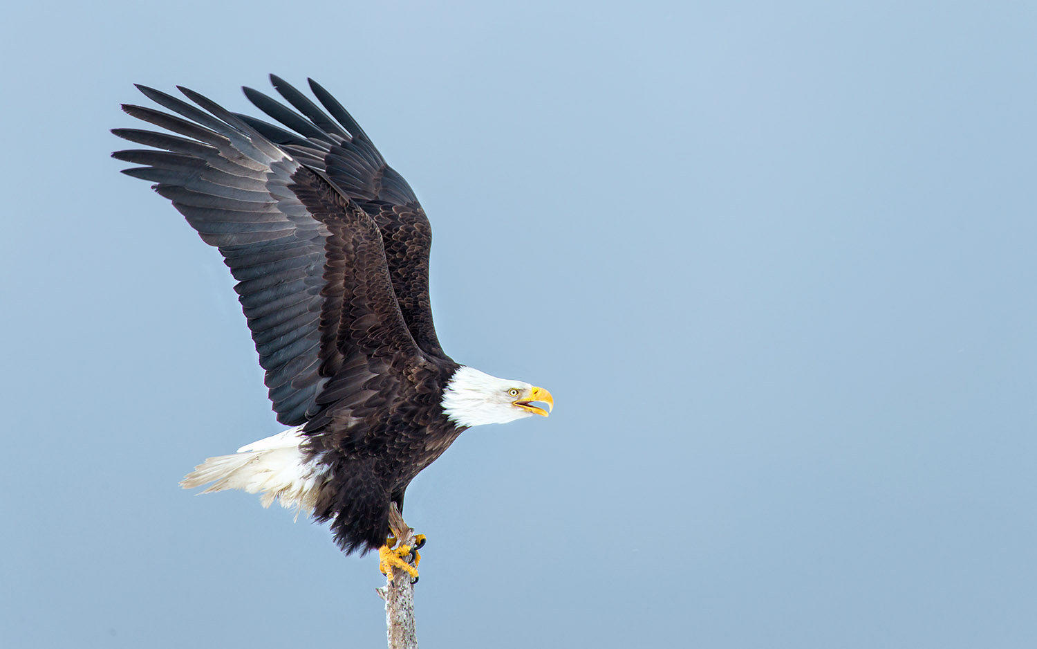  Perched Bald Eagle Calling Wings up