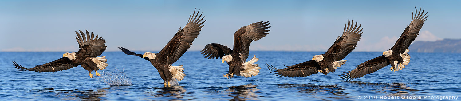 Bald Eagle Early Morning Sequence