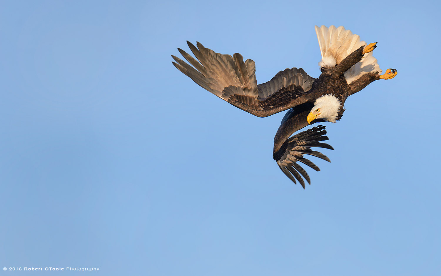 Bald Eagle Hard Bank in Alaska