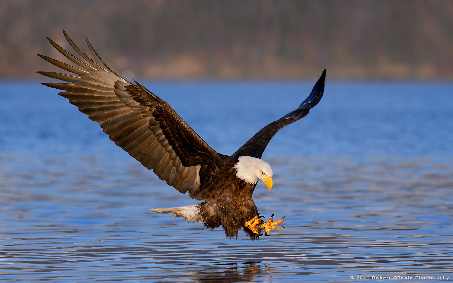 Bald Eagle Late Evening Strike 