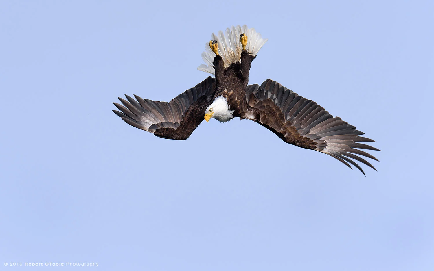 Inverted Bald Eagle in Alaska