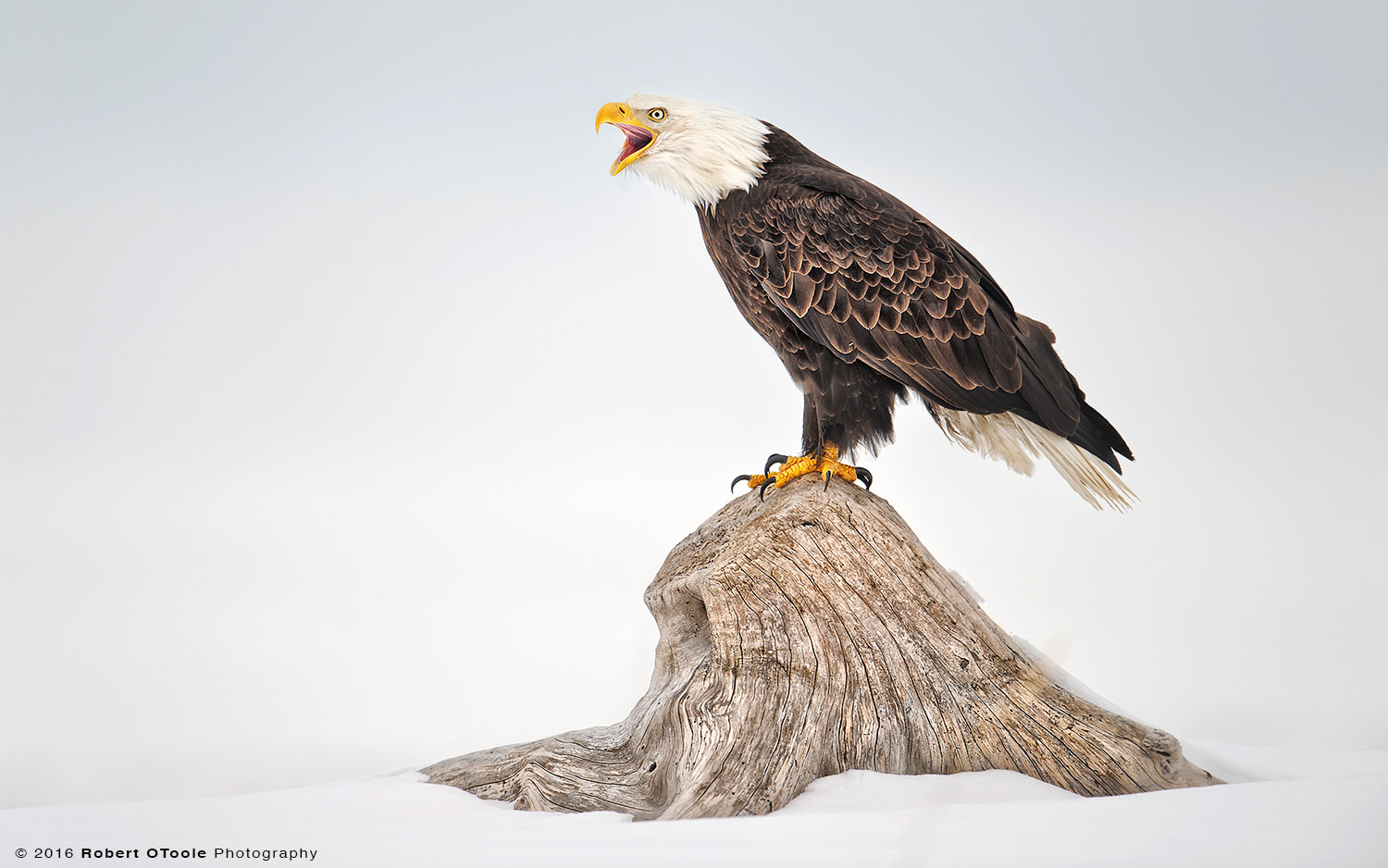 Perched Bald Eagle Calling with Snow Background