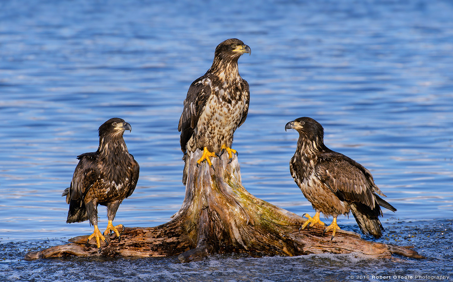 Three Perched Bald Eagles 