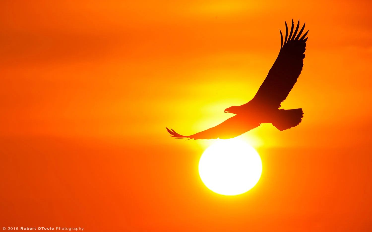 Bald Eagle and Sun Ball at Sunset