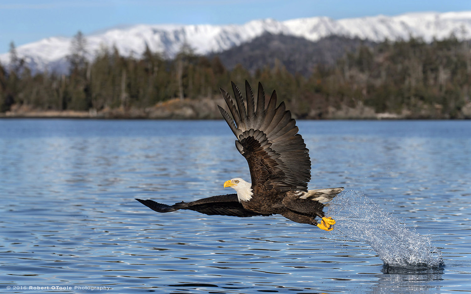 Bald Eagle Alaska Super 