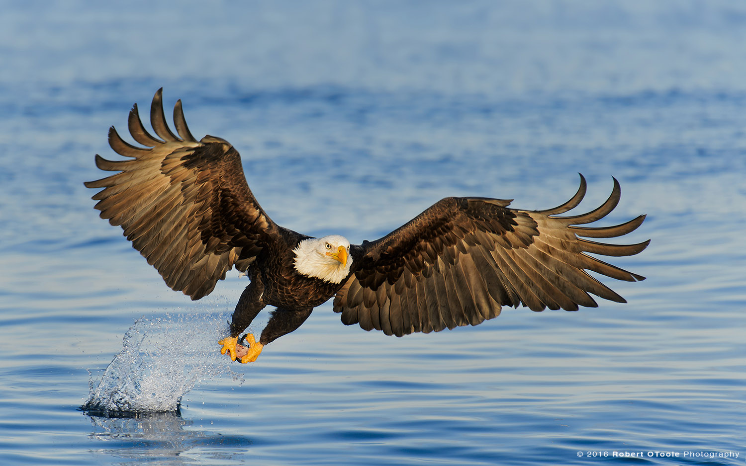 Bald Eagle Striking Blue Water Head on