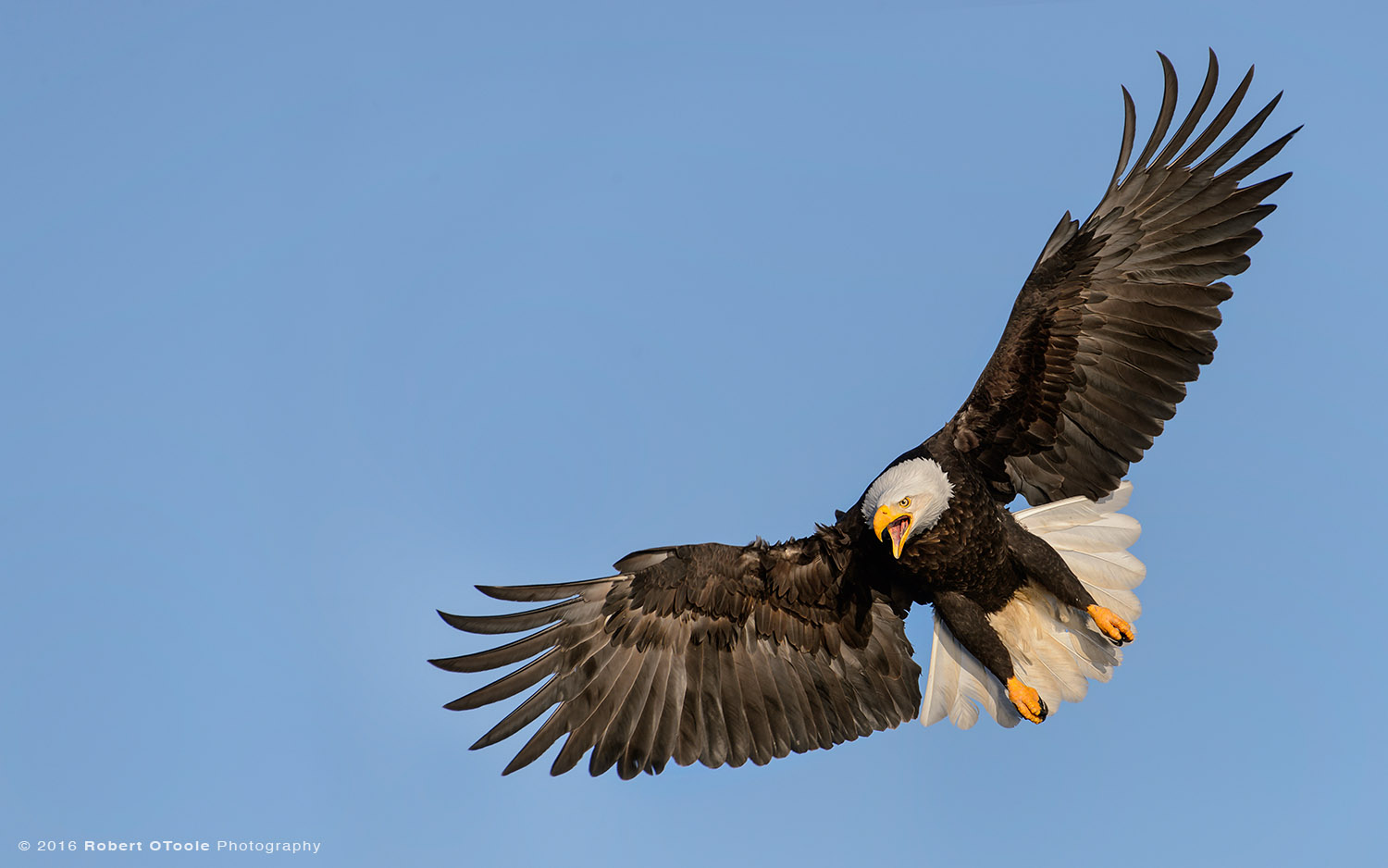 Bald Eagle Calling at Landing
