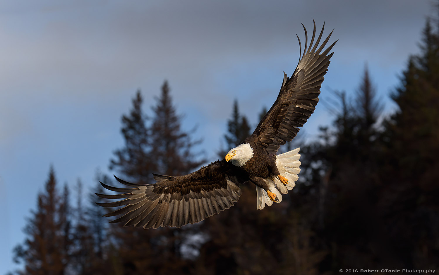 Bald Eagle Banking in Dark 