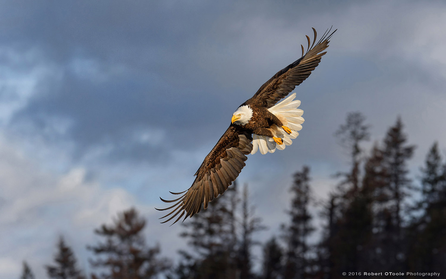 Bald Eagle in Dark Morning Light in Alaska