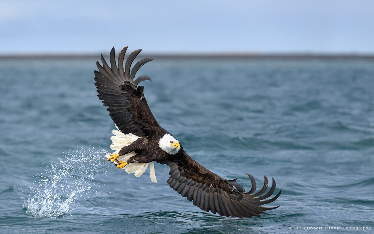 Eagle Flare in a Blue Water 