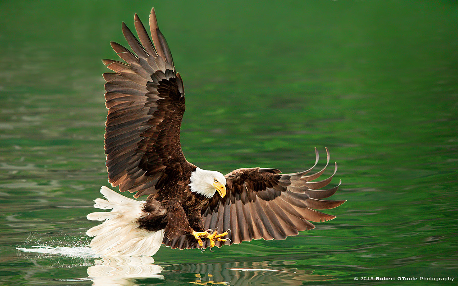 Bald Eagle Touching Green Water