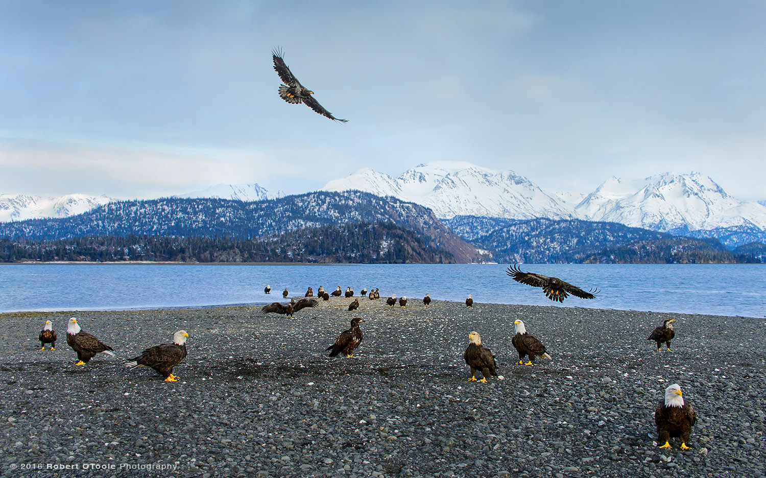 Eagle Gathering