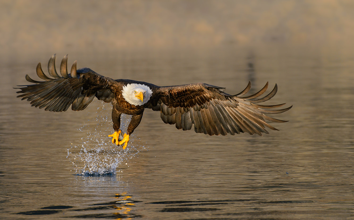 Bald Eagle Head on Golden Water 