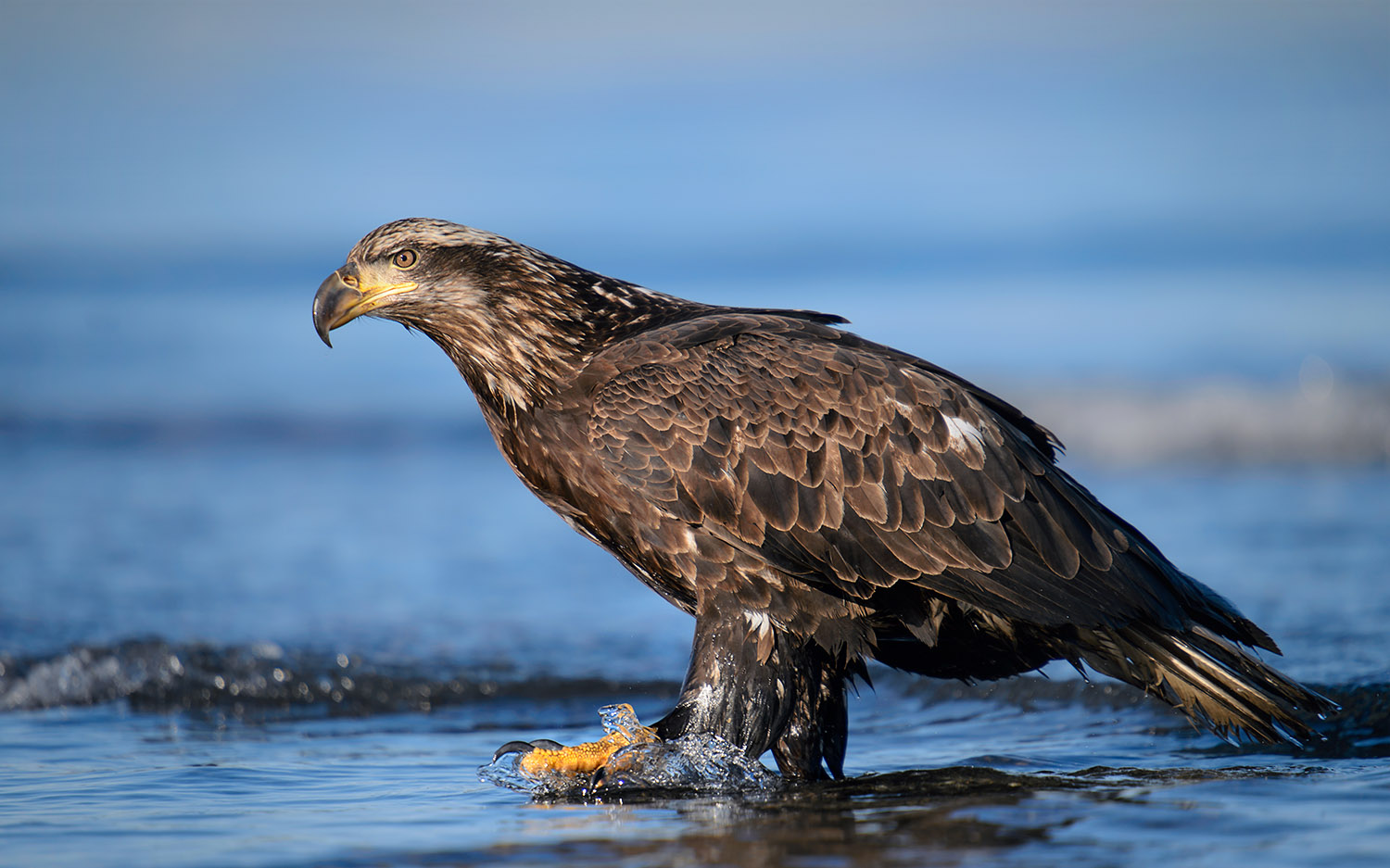 Bald Eagle on the Beach