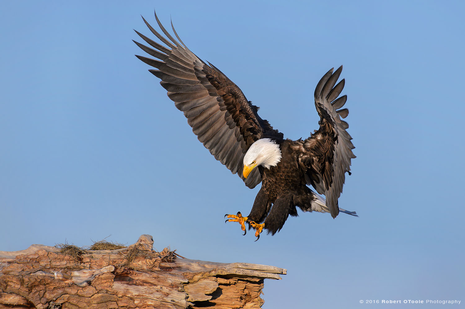 Bald Eagle Landing on Sandbar