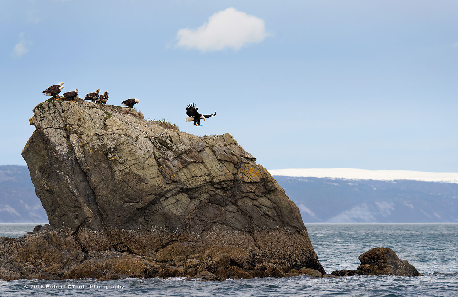 Bald Eagles on the Rock