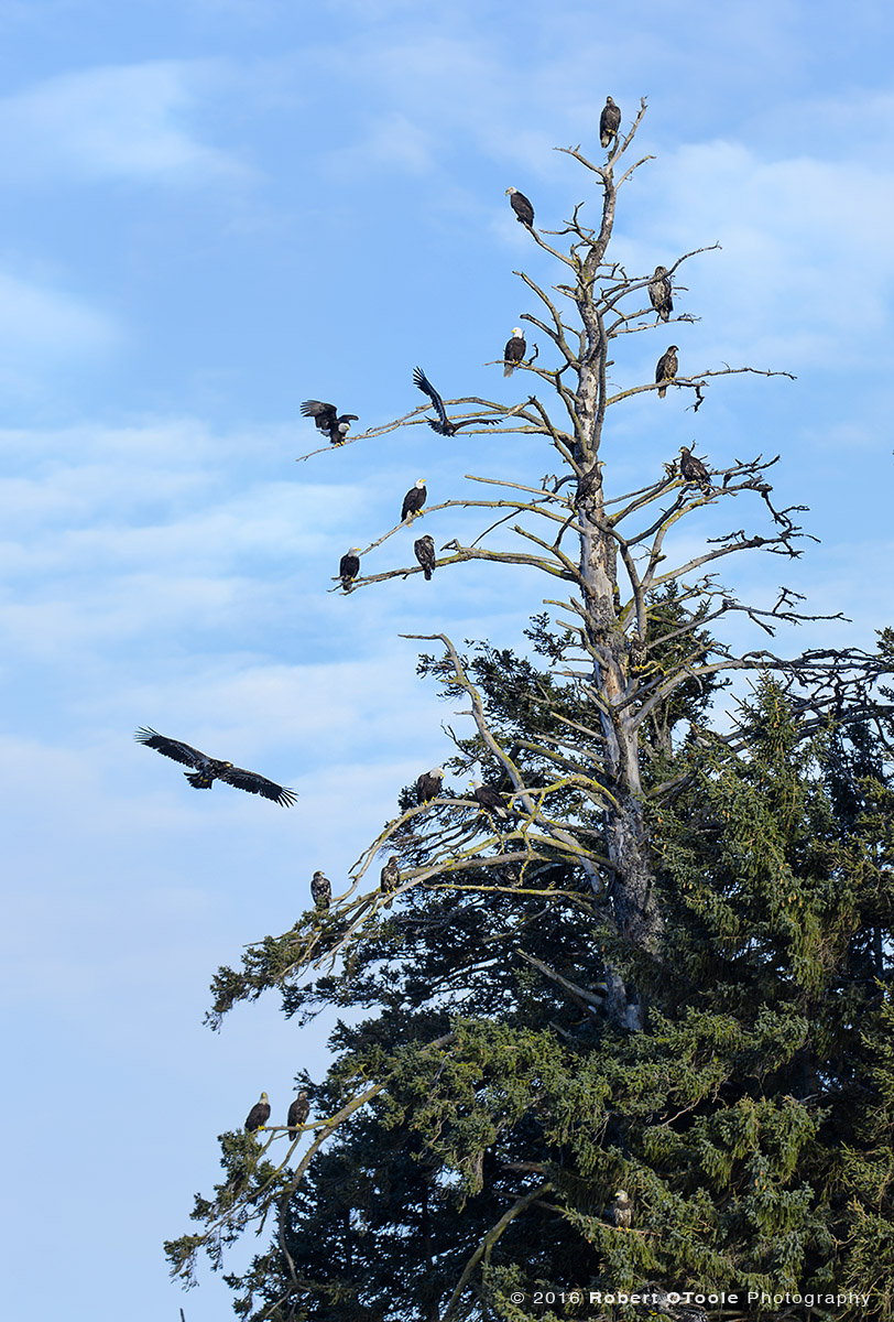 Bald Eagles and Spruce Tree