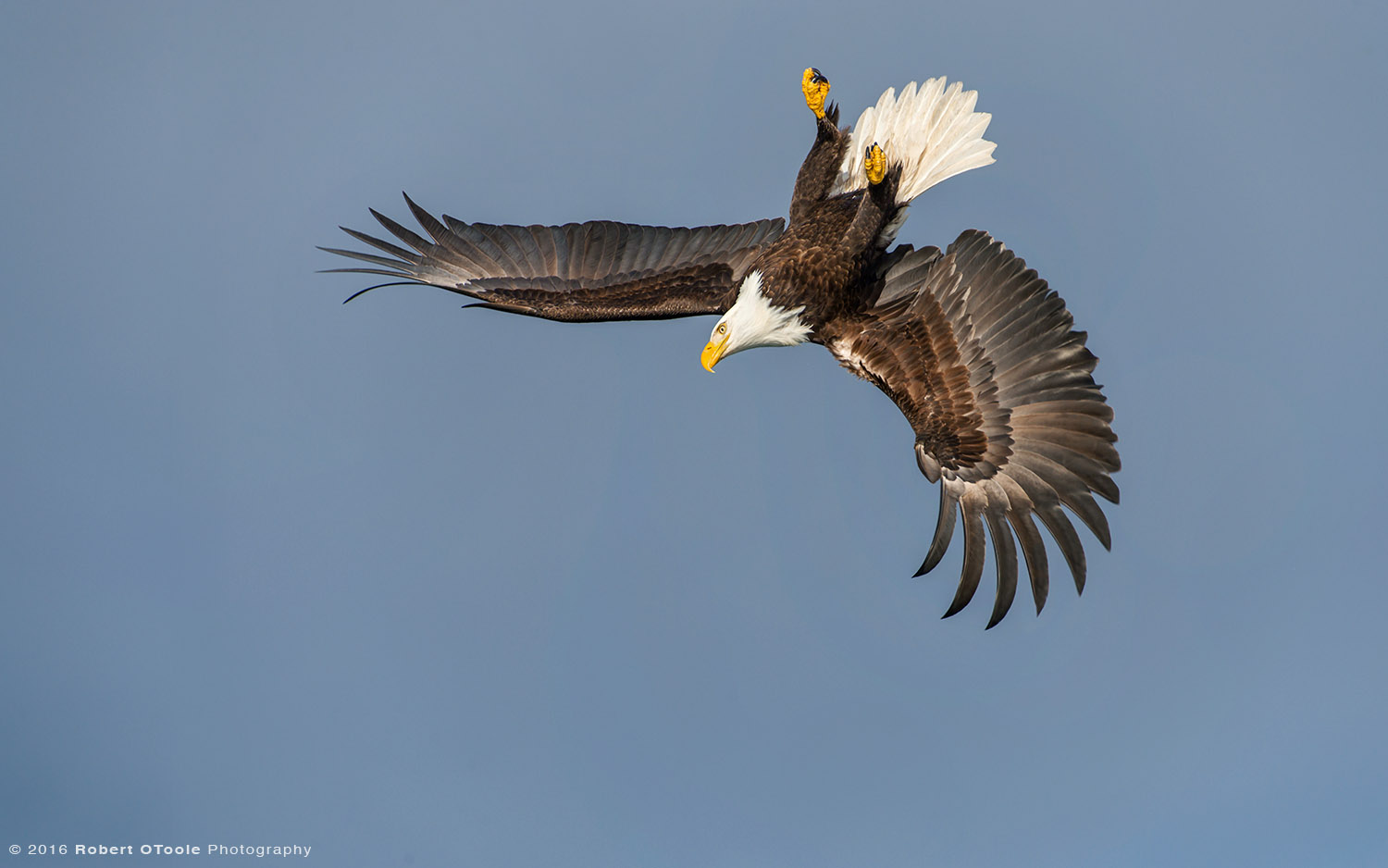 Inverted Bald Eagle in Alaska 