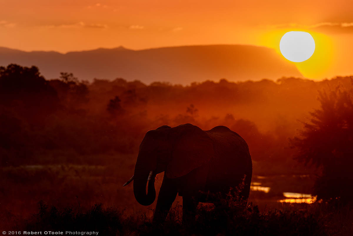 African Elephant and Last Light of the Day