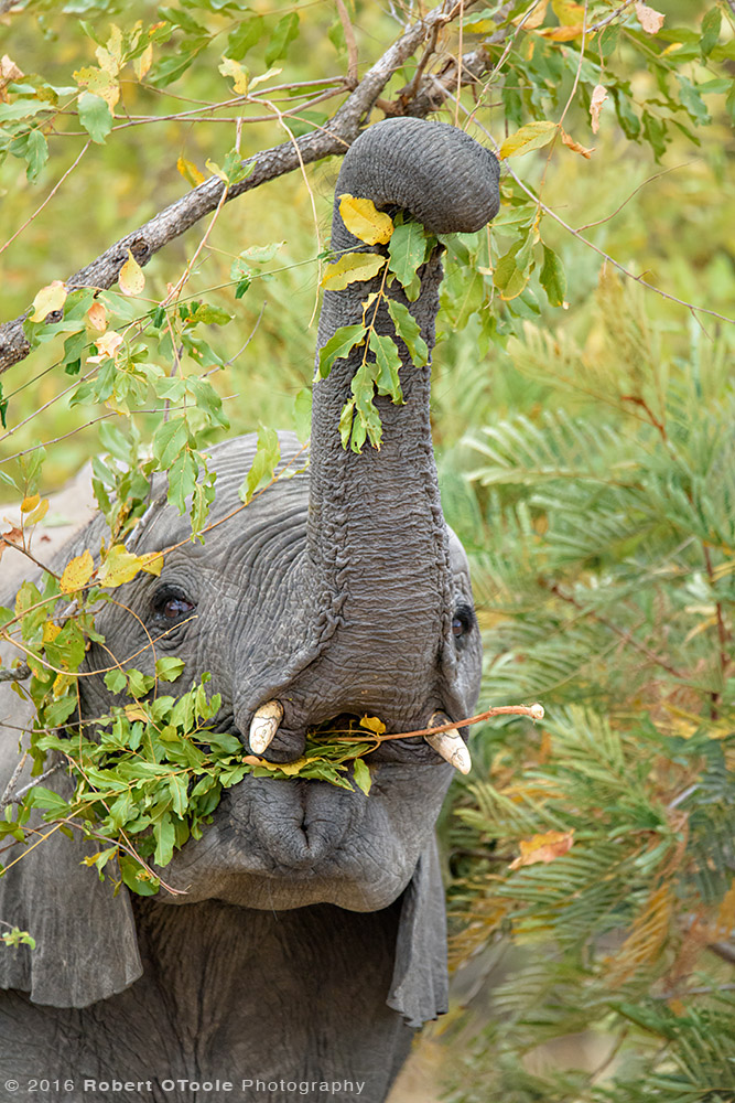 Elephant Baby Reaching for Food in South Africa