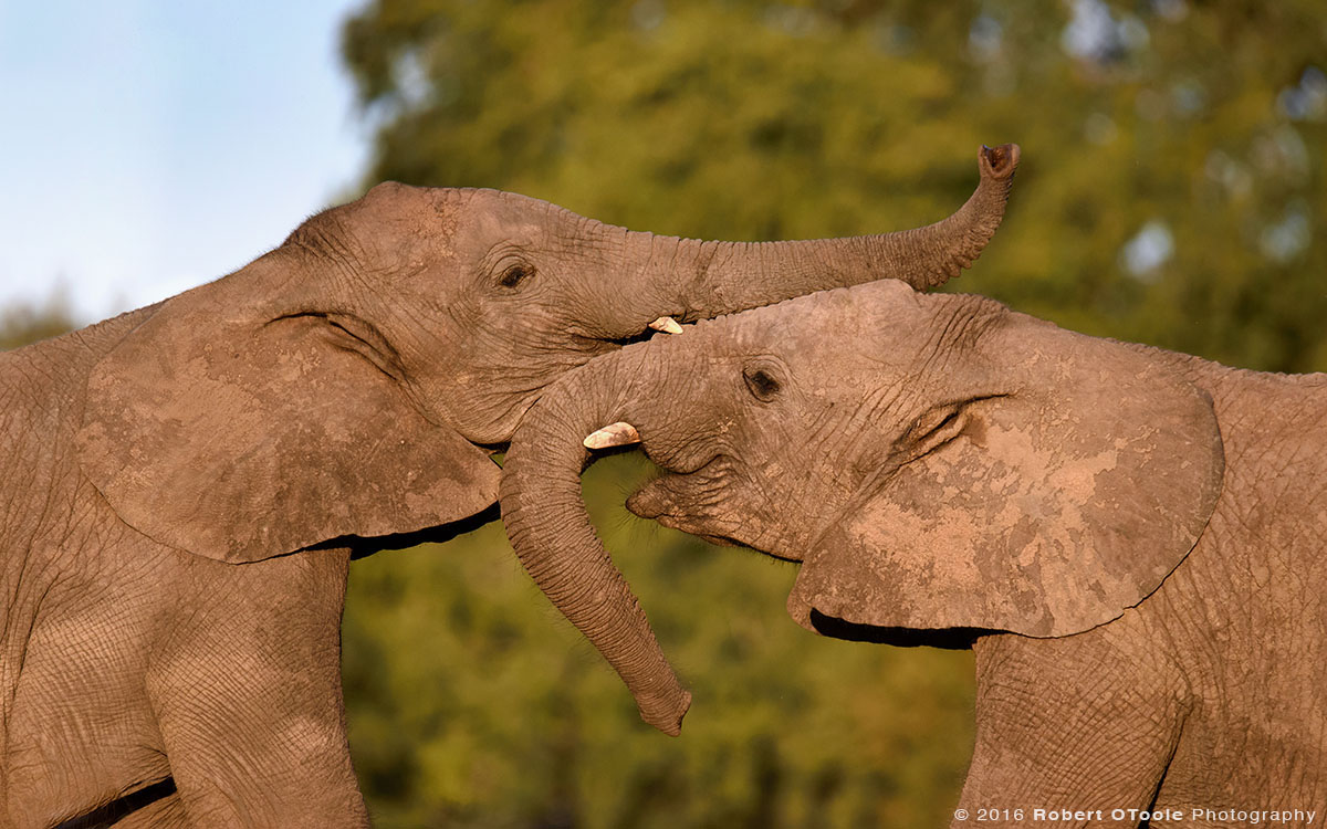 African Elephants  Playing with Trunks 