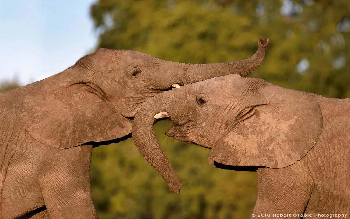 African Elephants Playing with Trunks
