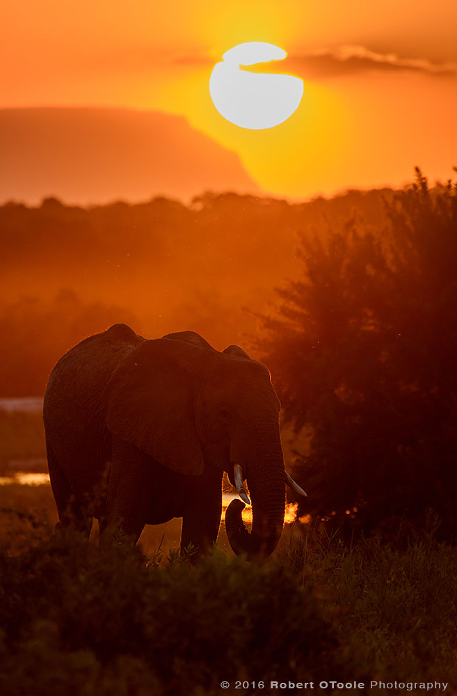 African Elephant at Sunset 