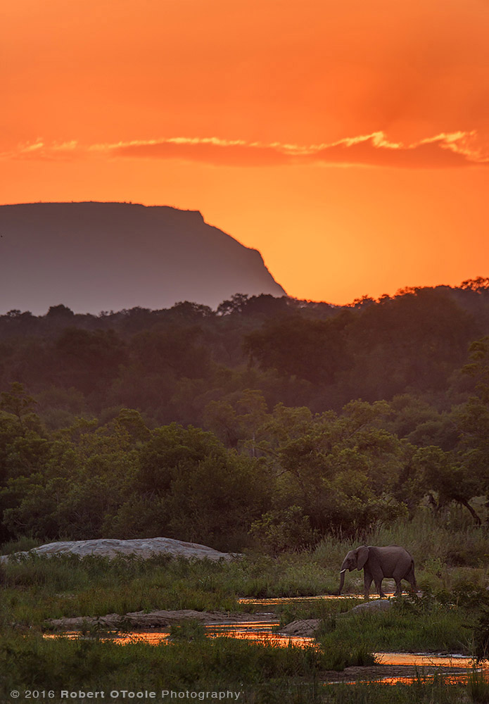 African Elephant at Sunset