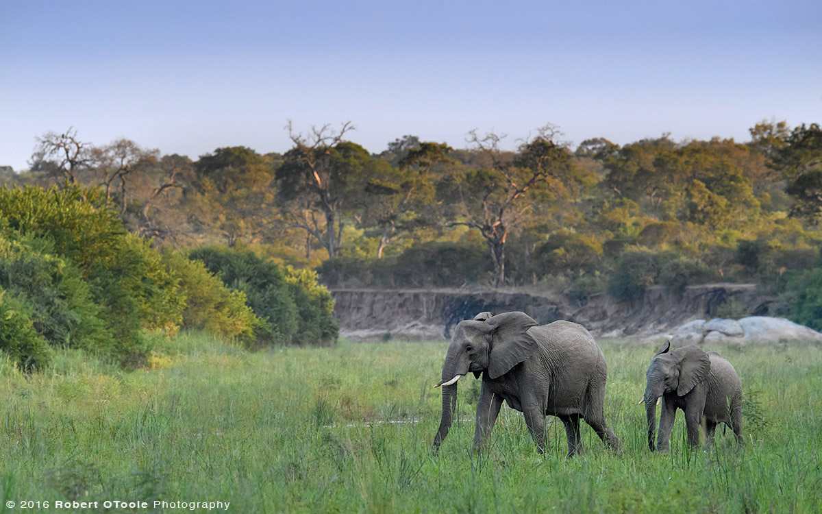 Adult African Elephant with Juvenile 