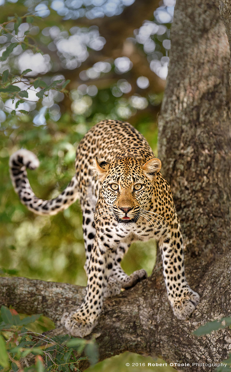 African Leopard Making Eye Contact 