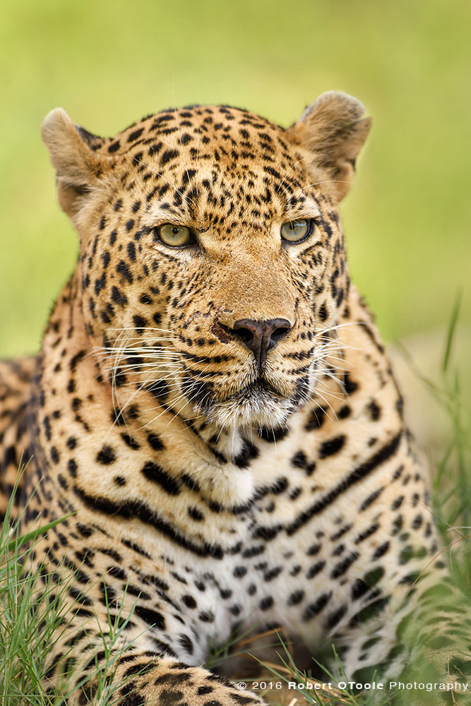 African Leopard Boss 
