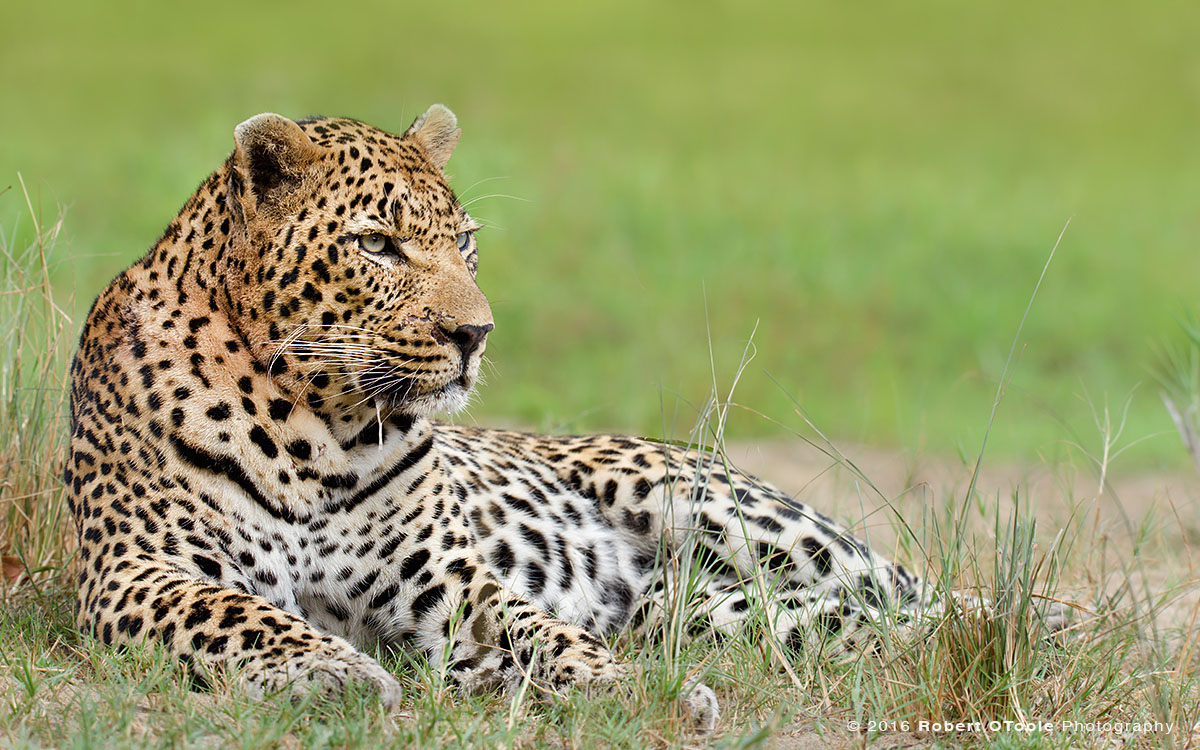 African Leopard Boss Relaxing in the Grass 