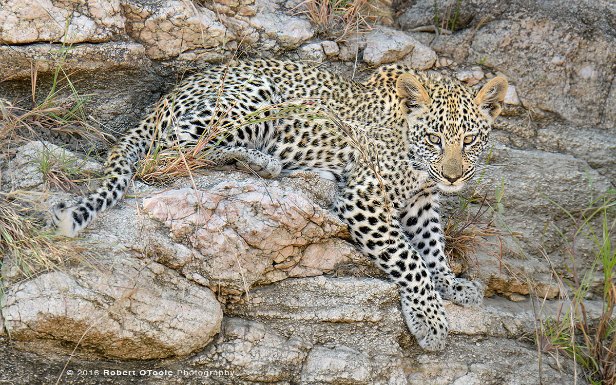 African Leopard Cub on the Rocks